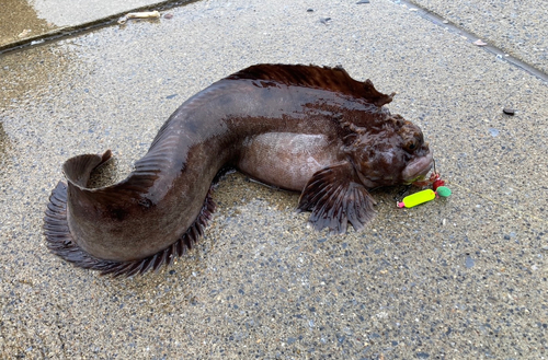 ギンポの釣果