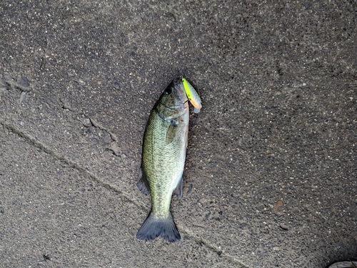 ブラックバスの釣果