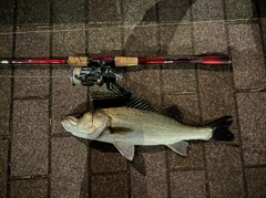 シーバスの釣果