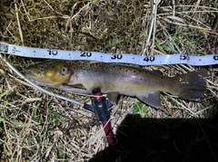 ブラウントラウトの釣果