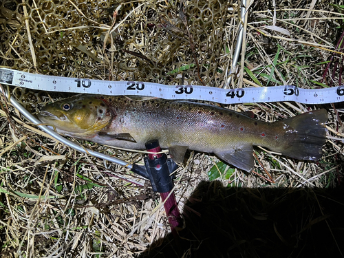 ブラウントラウトの釣果