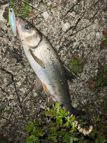 ウグイの釣果