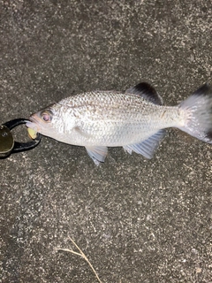 オオクチユゴイの釣果