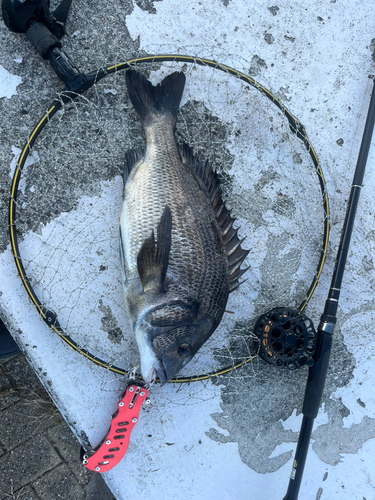 チヌの釣果