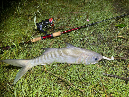 ツバメコノシロの釣果