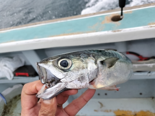 マサバの釣果