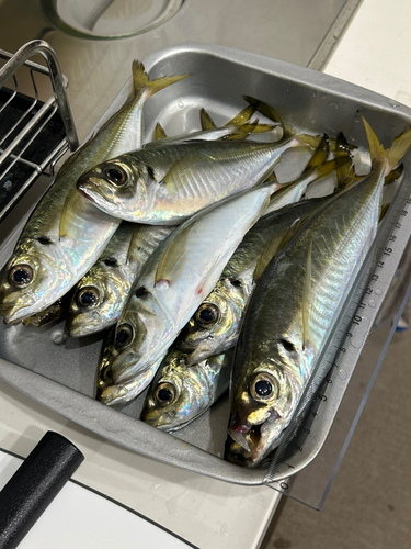 アジの釣果