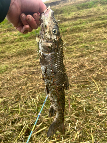 ニゴイの釣果