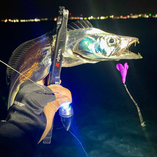 タチウオの釣果