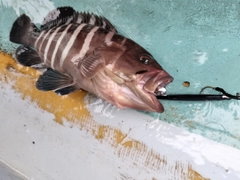 マハタの釣果