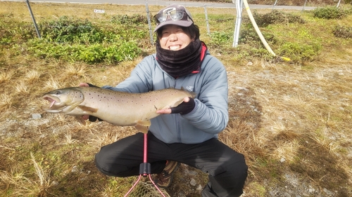 トラウトの釣果