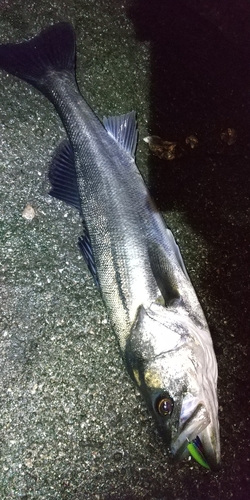 若洲海浜公園海釣り施設