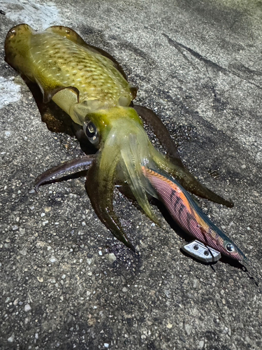 アオリイカの釣果