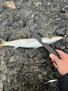 アカカマスの釣果