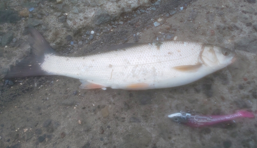 エゾウグイの釣果