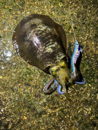 アオリイカの釣果