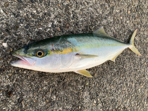 ツバスの釣果