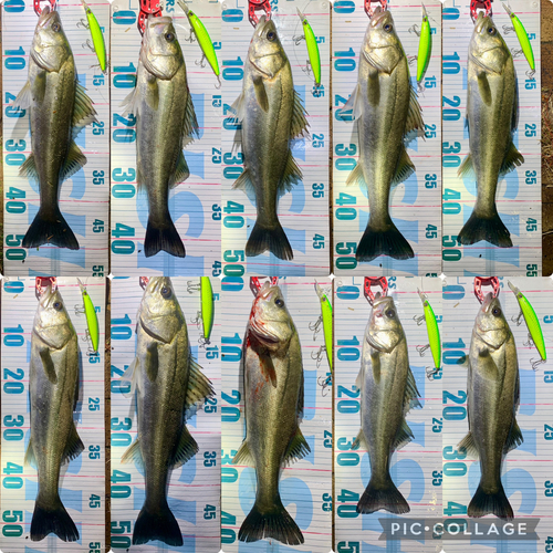 フッコ（マルスズキ）の釣果