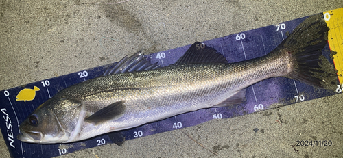 シーバスの釣果