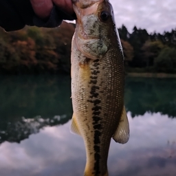 ブラックバス