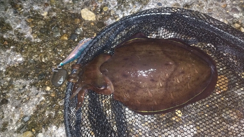 カミナリイカの釣果