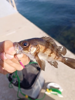 メバルの釣果