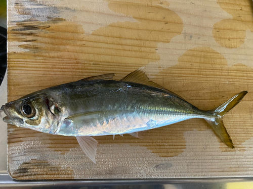 マアジの釣果