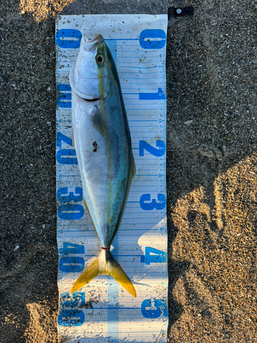 イナダの釣果