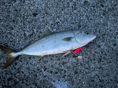 ツバスの釣果