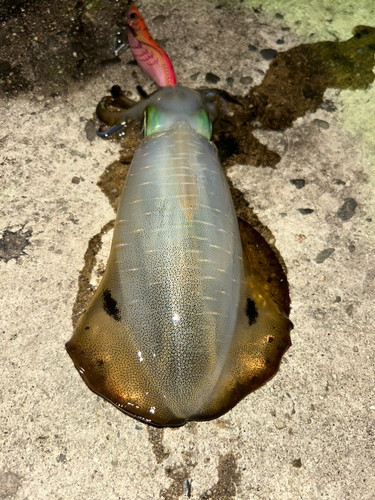 アオリイカの釣果