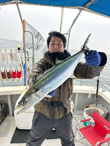 サワラの釣果