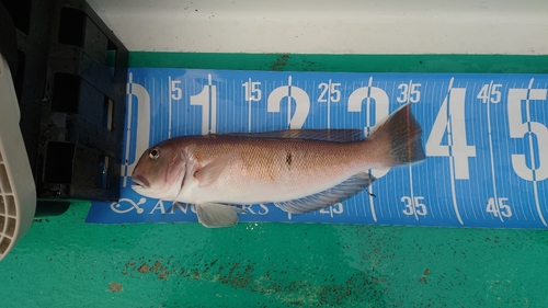 シロアマダイの釣果