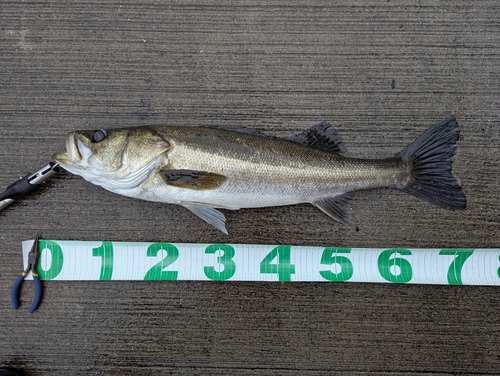 シーバスの釣果