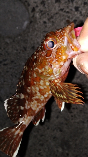 カサゴの釣果