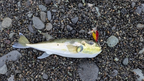 シロサバフグの釣果