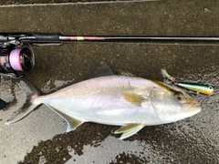 ショゴの釣果