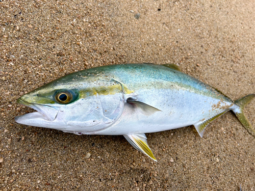 ハマチの釣果