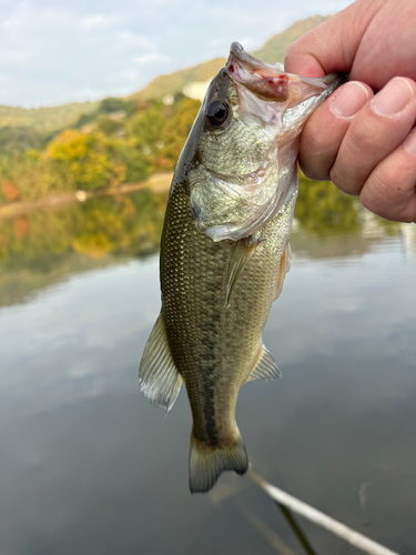 ラージマウスバスの釣果