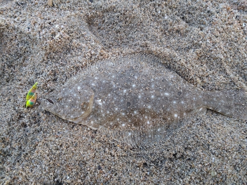 ヒラメの釣果