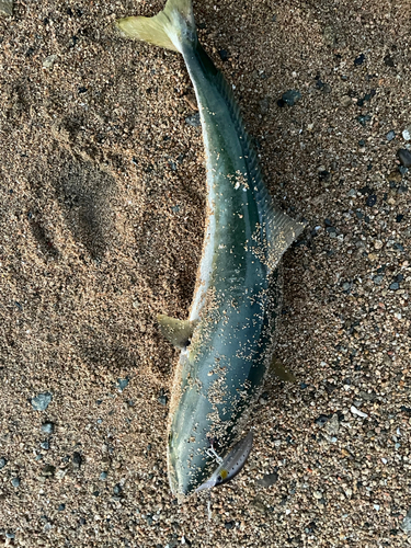 ハマチの釣果