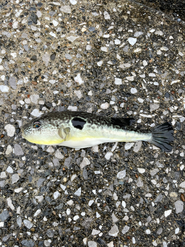 若洲海浜公園海釣り施設