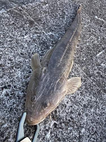 マゴチの釣果