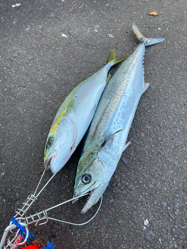 サゴシの釣果