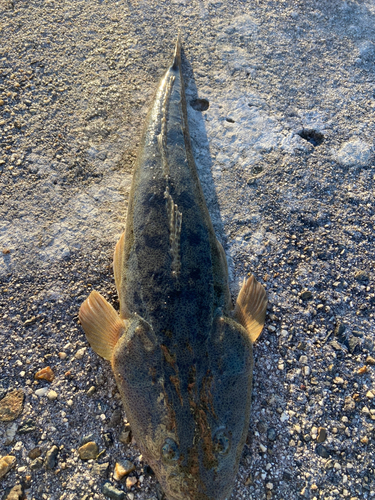 マゴチの釣果