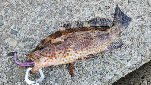 オオモンハタの釣果