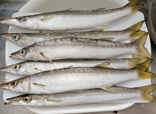 アカカマスの釣果