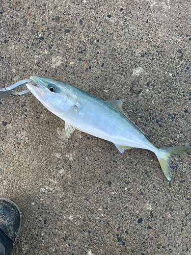 イナダの釣果