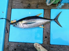 キハダマグロの釣果