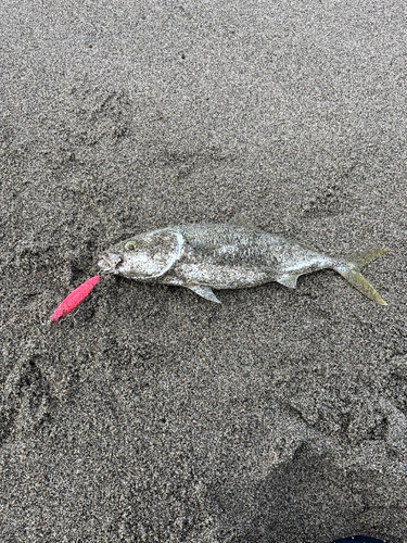 イナダの釣果