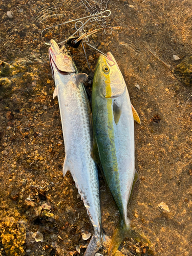 サゴシの釣果